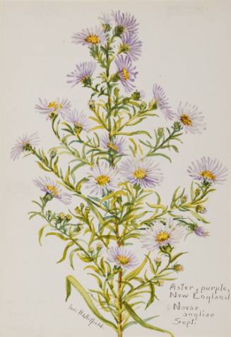 Aster, purple; New England: Novae angliae (September)