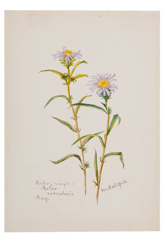Aster, single; Aster surculosis (August)