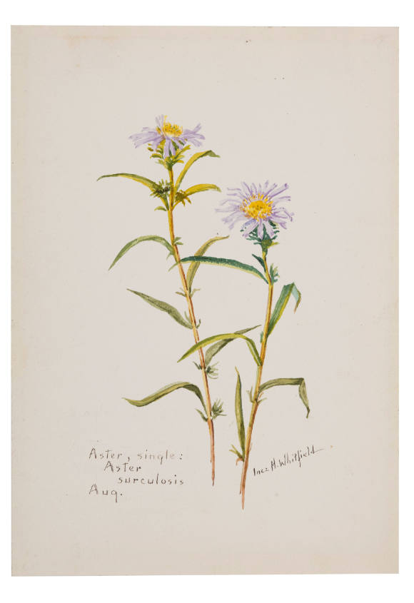 Aster, single; Aster surculosis (August)