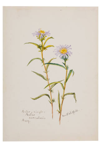 Aster, single; Aster surculosis (August)