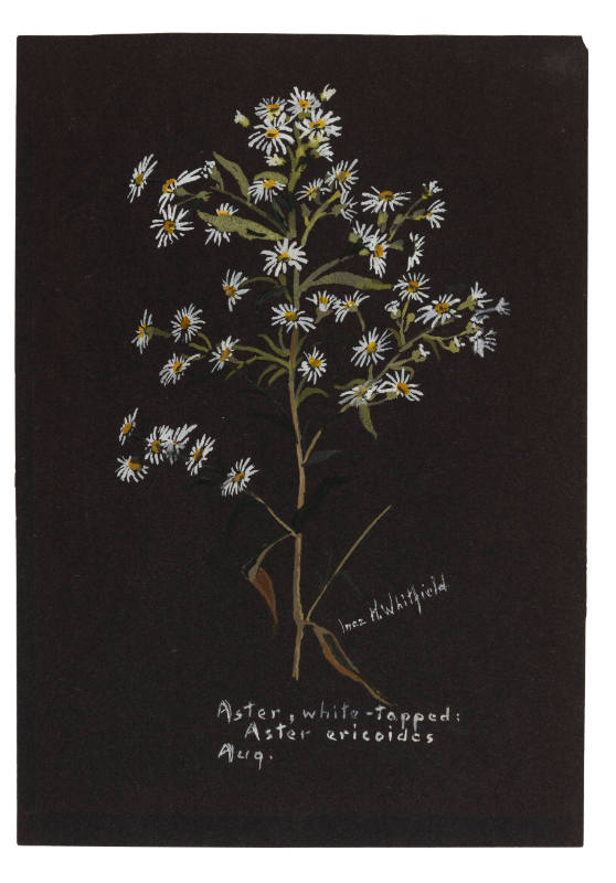 Aster, white-topped: Aster ericoides (August)