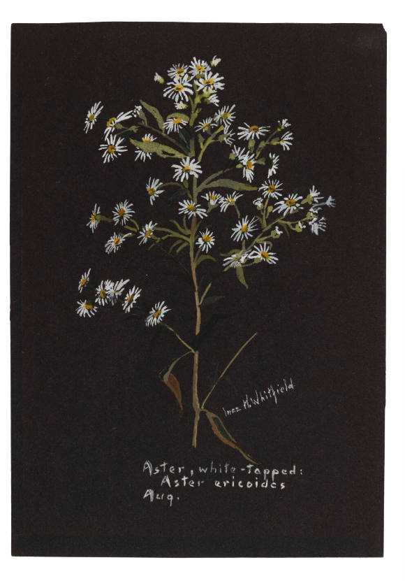 Aster, white-topped: Aster ericoides (August)