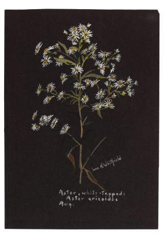 Aster, white-topped: Aster ericoides (August)