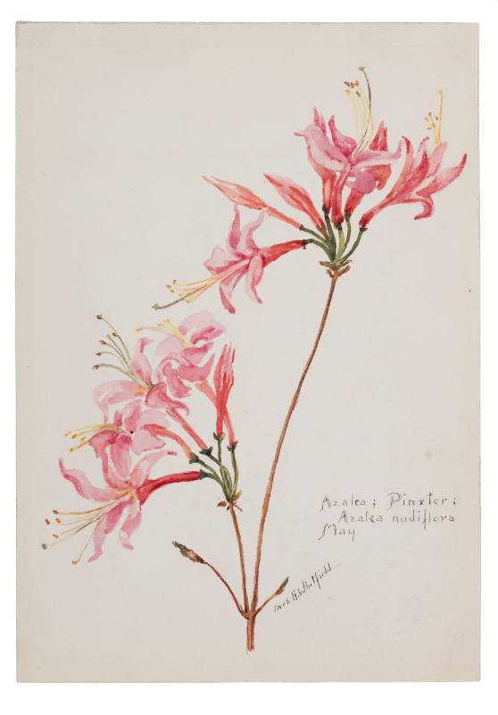 Azalea; Pinxter: Azalea nudiflora (May)