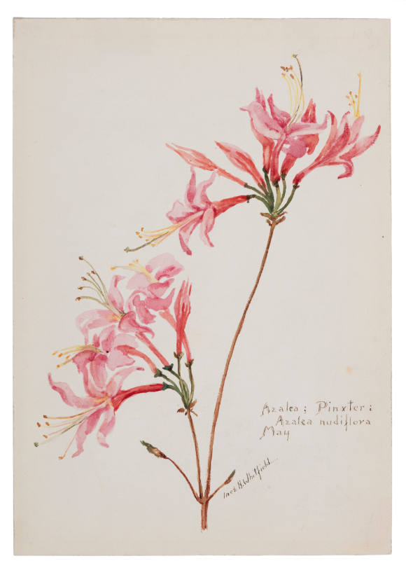 Azalea; Pinxter: Azalea nudiflora (May)
