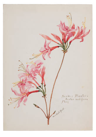 Azalea; Pinxter: Azalea nudiflora (May)